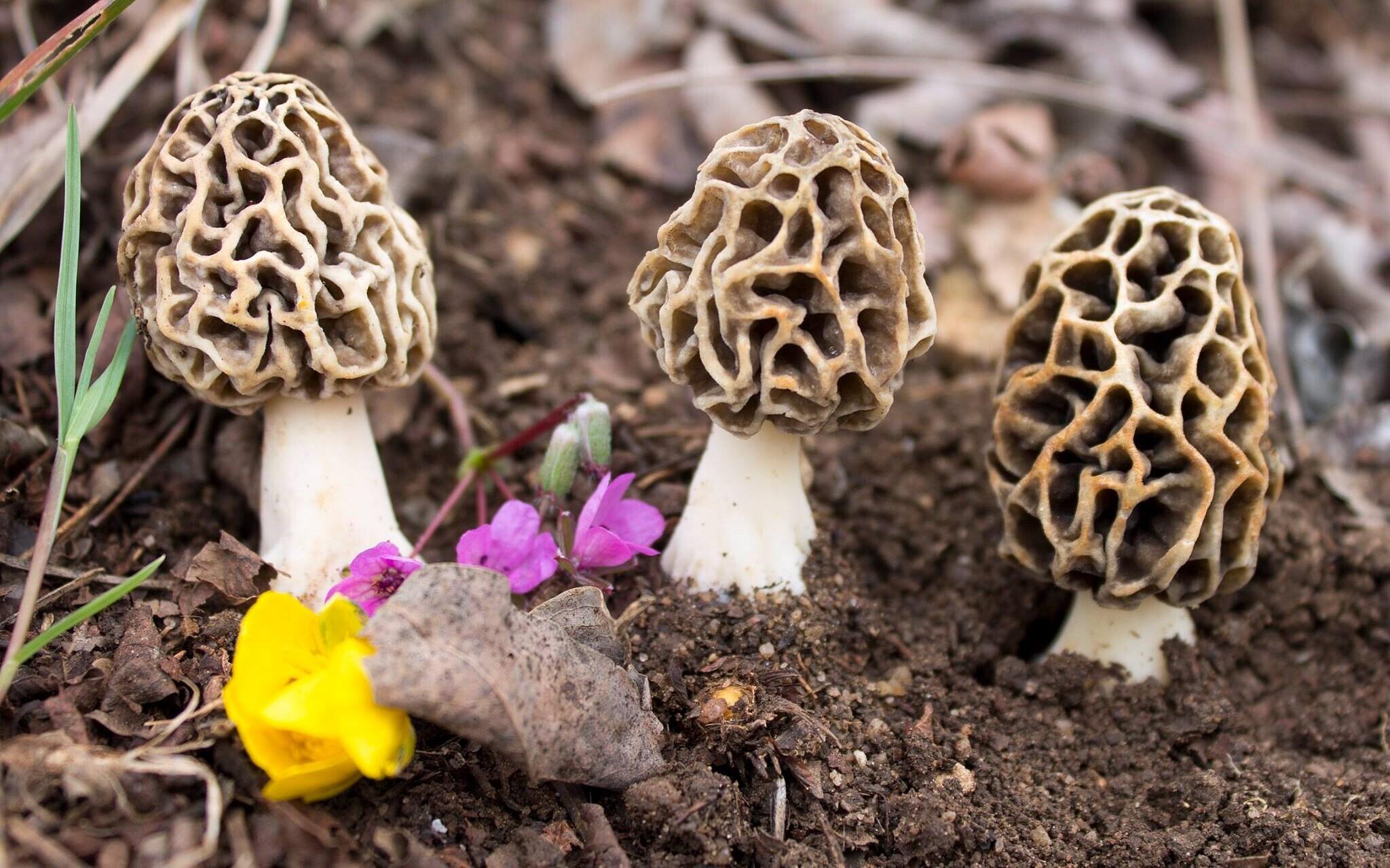 Forager-favorite spring mushrooms popping up early in parts of Estonia ...