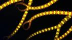 Punavetikas Ceramium tenuicorne epifluorestsents mikroskoobi all. (2015. aasta kandidaat).
