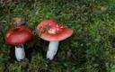 Soopilvik, Russula paludosa.
