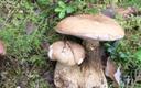 Sapipuravik, Tylopilus felleus.