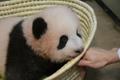 Pisike panda sai nimeks Xiang Xiang