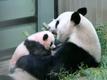 Pisike panda sai nimeks Xiang Xiang