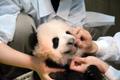 Pisike panda sai nimeks Xiang Xiang