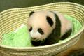 Pisike panda sai nimeks Xiang Xiang
