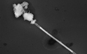 „Nanosigaret“. Skaneeriva elektornmikroskoobi foto, kust on näha, kuidas pärast kahte tundi 600 °C juures kuumutamist hakkab madalama sulamistemperatuuriga hõbe ränioksiidist kestast välja paisuma. Pilt pälvis ka ajakirja Horisont eripreemia.