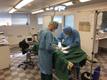 Tallinna loomaaia lõvi operatsioonil