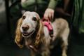 Дейли.