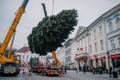 Рождественскую ель в Тарту доставили из Вырумаа.