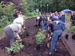 Всего было высажено около 120 саженцев роз.