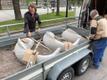 Рыбы из бетона в Нарве.