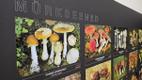 Vello Liiv's new wild mushroom photo exhibition at Viidumäe Nature Center in Saaremaa. October 2026.
