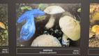 Vello Liiv's new wild mushroom photo exhibition at Viidumäe Nature Center in Saaremaa. October 2026.