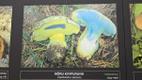 Vello Liiv's new wild mushroom photo exhibition at Viidumäe Nature Center in Saaremaa. October 2026.