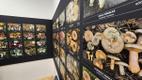 Vello Liiv's new wild mushroom photo exhibition at Viidumäe Nature Center in Saaremaa. October 2026.