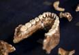 Homo naledi lõualuu.