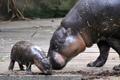 Taronga loomaaia kääbusjõehobu