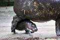 Taronga loomaaia kääbusjõehobu