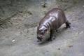 Taronga loomaaia kääbusjõehobu