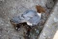 jääkosklad pargis