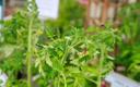Tomatitaimed