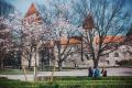 Цветение сакуры на Башенной площади у подножия Старого города.