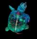 1. koht. Fluorestseeruvate värvidega tähistatud kilpkonna embrüo, (5X suurendus).