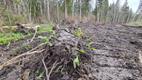 Kuivenduskraavi kaevamine hävitas Saaremaal suure hulga kaitsealuseid karulaugutaimi.