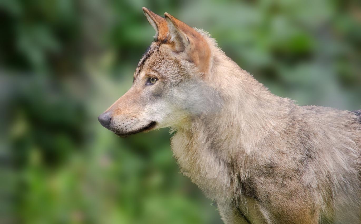 Wolf Cctv Home security cameras capture wolf boldly 'greeting' family's dogs ...