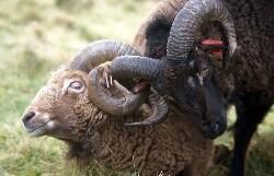 Soay lammaste seas on kahanemas ka tumedate isendite arv.