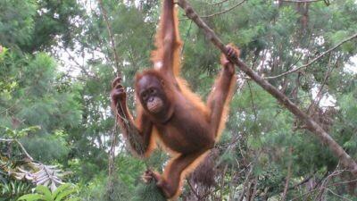 Orangutanide genoomi mitmekesisus üllatas teadlasi.