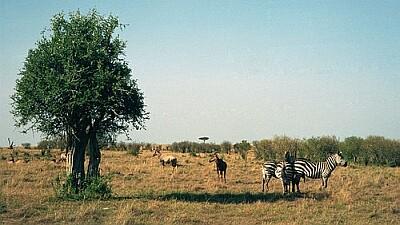 Savann Ida-Aafrikas.