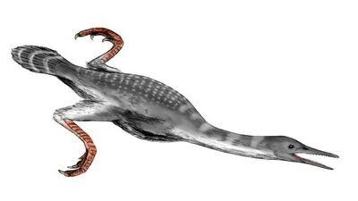 Ürgne veelind <i>Hesperornis regalis</i> kunstniku kujutuses.