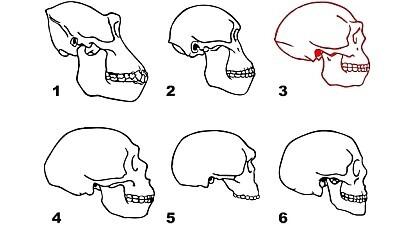 Gorilla, australopiteekuse, Homo erectuse (punases), neandertallase, Homo heidelbergensise ja kaasaegse inimese koljud.