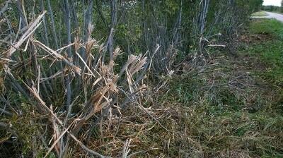 Kuidas muuta võsa energiaks? Postimees/Scanpix
