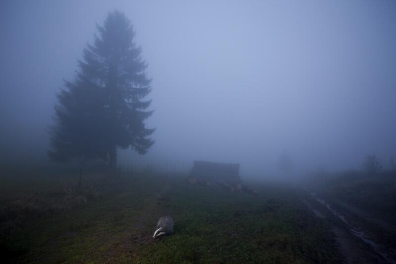 Kategooria Loomad keskkonnas. Äramärgitud foto Mäger videvikus, autor Klaus Echle Saksamaalt.