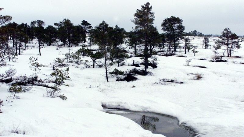 Kuresoo raba Postimees/Scanpix