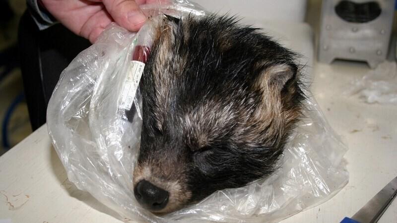 The head of a raccoon dog, sent in for testing.