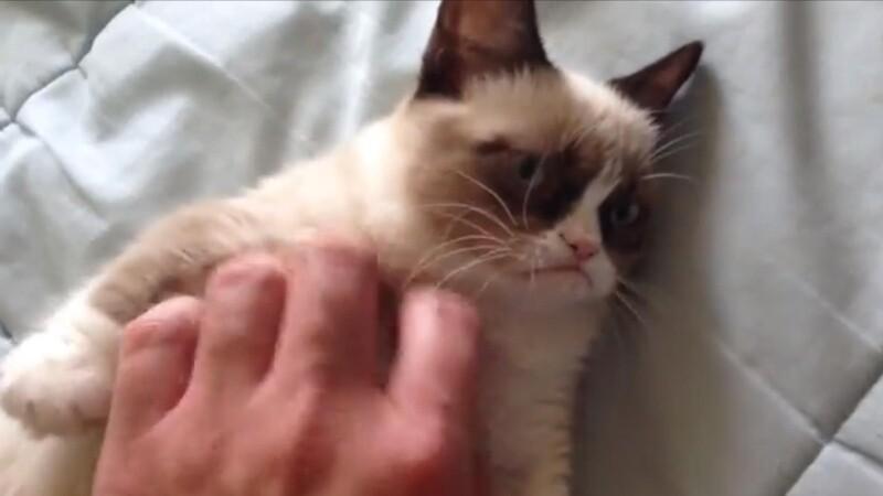 Grumpy Cat