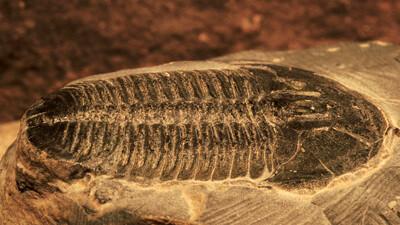 Elrathia kingii.