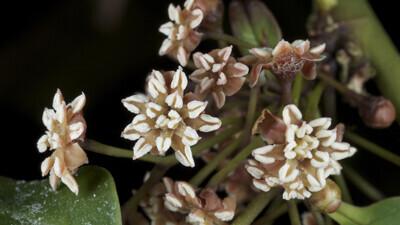<i>Amborella trichopoda</i>.