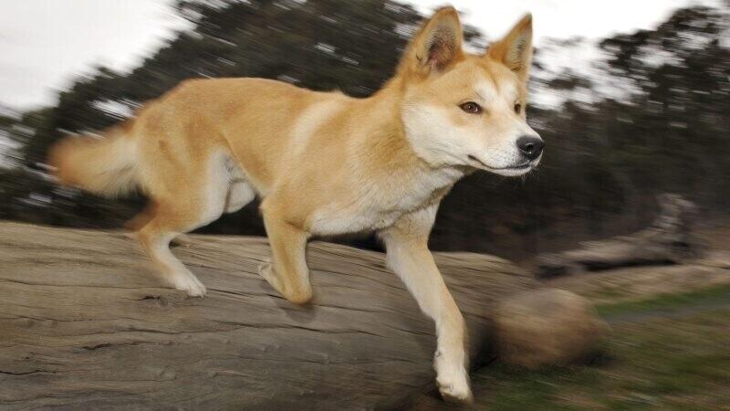 Dingode arvukus on samuti langemas.