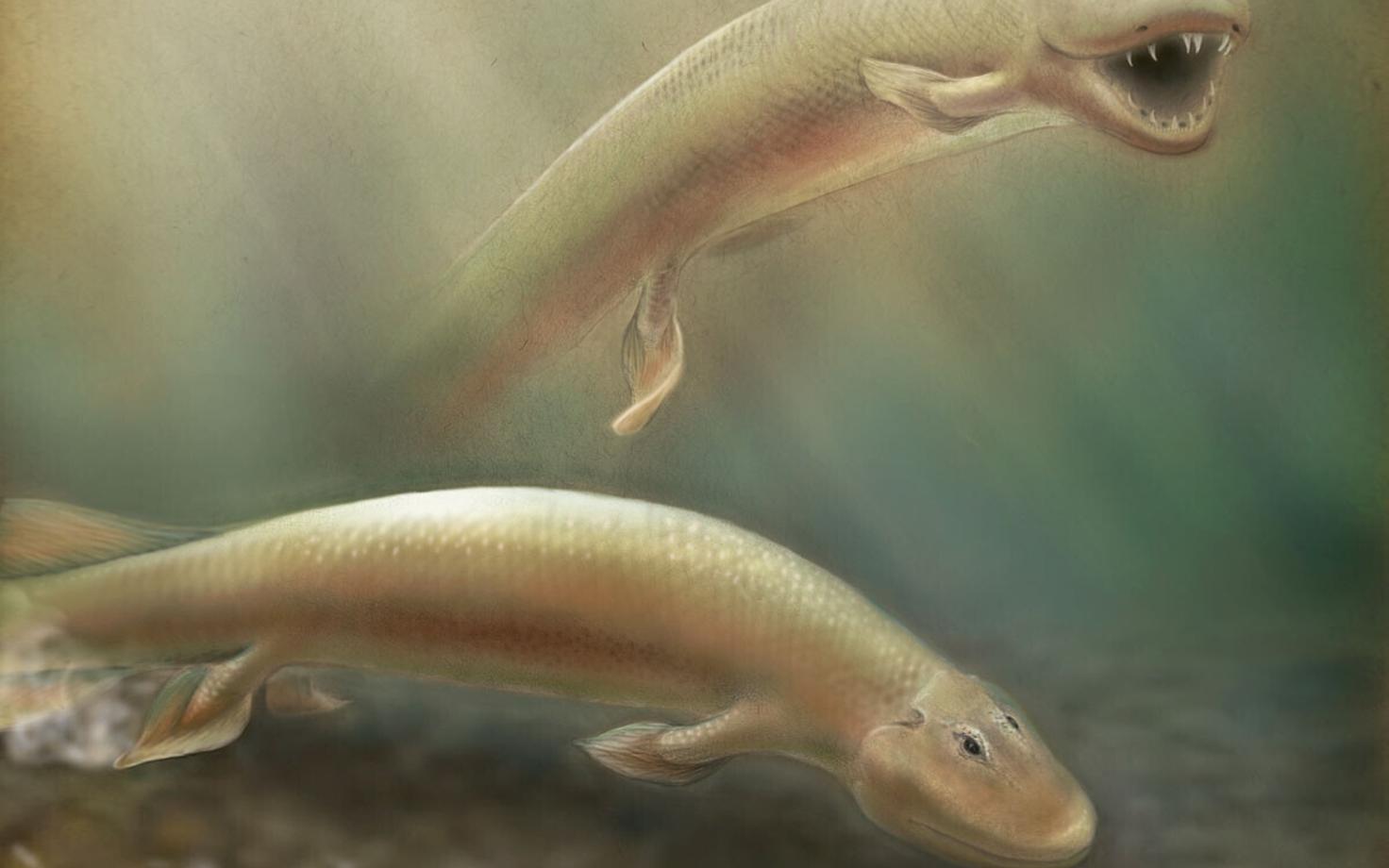 Tiktaalik roseae kunstniku nägemuses.