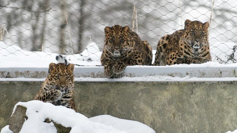 Lumeleopardid