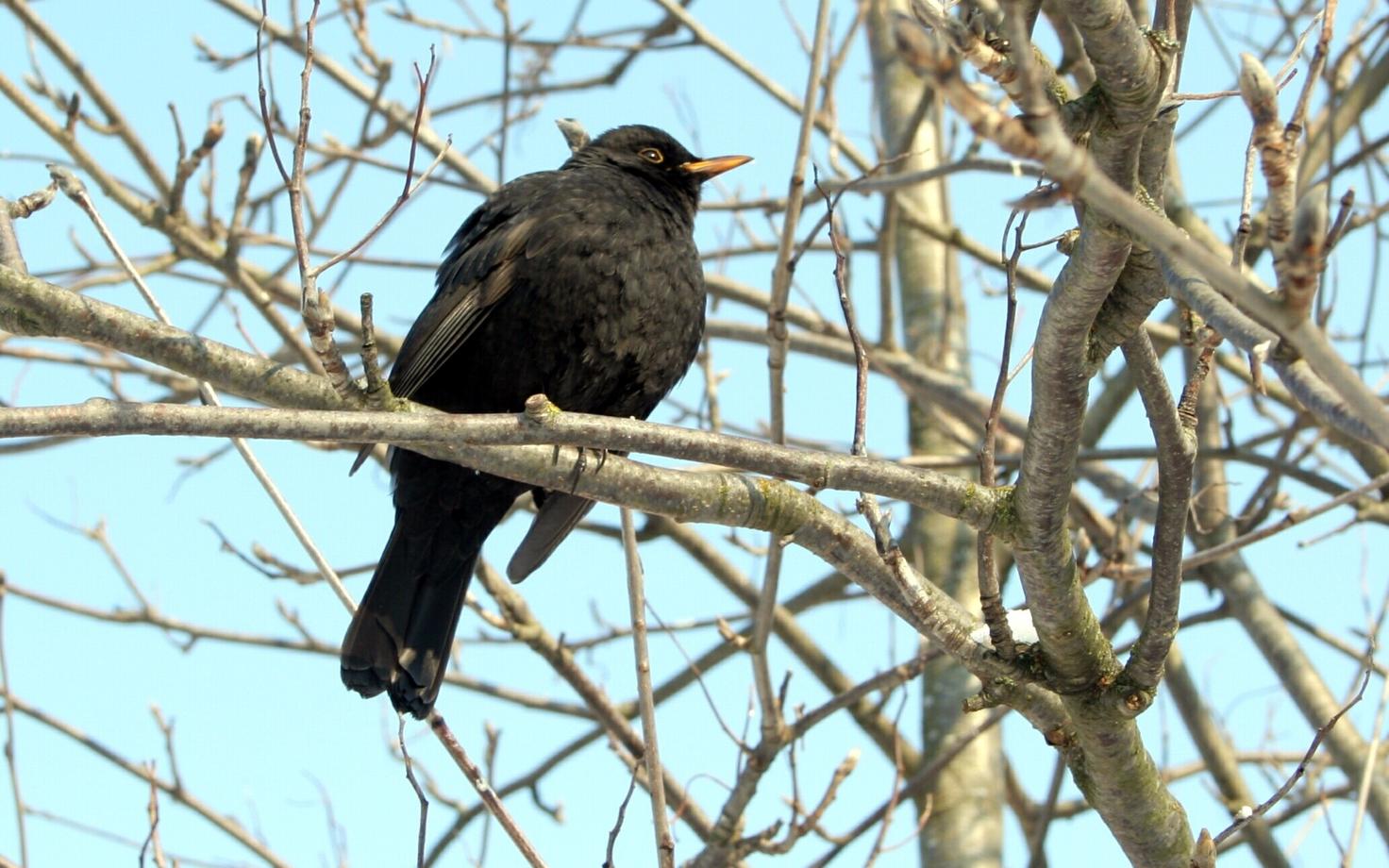 Soe ilm.