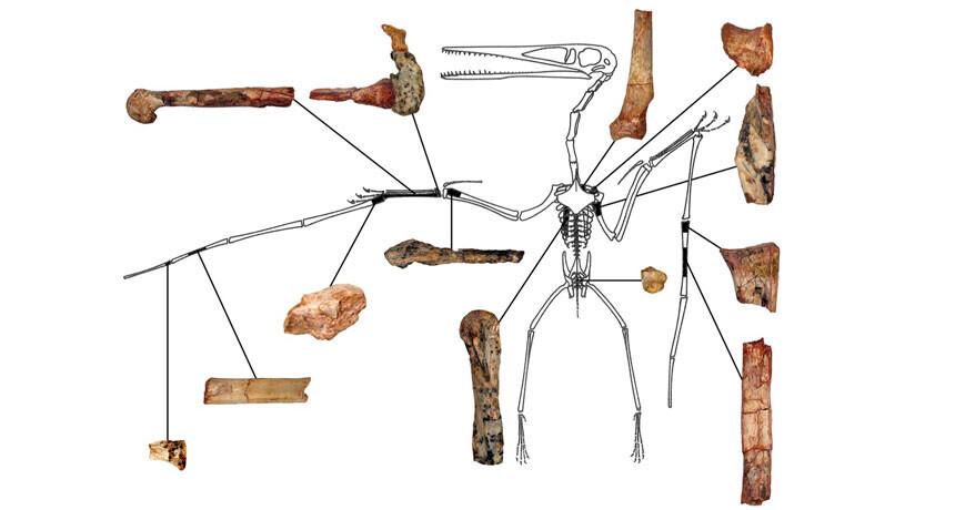Kryptodrakon progenitor.
