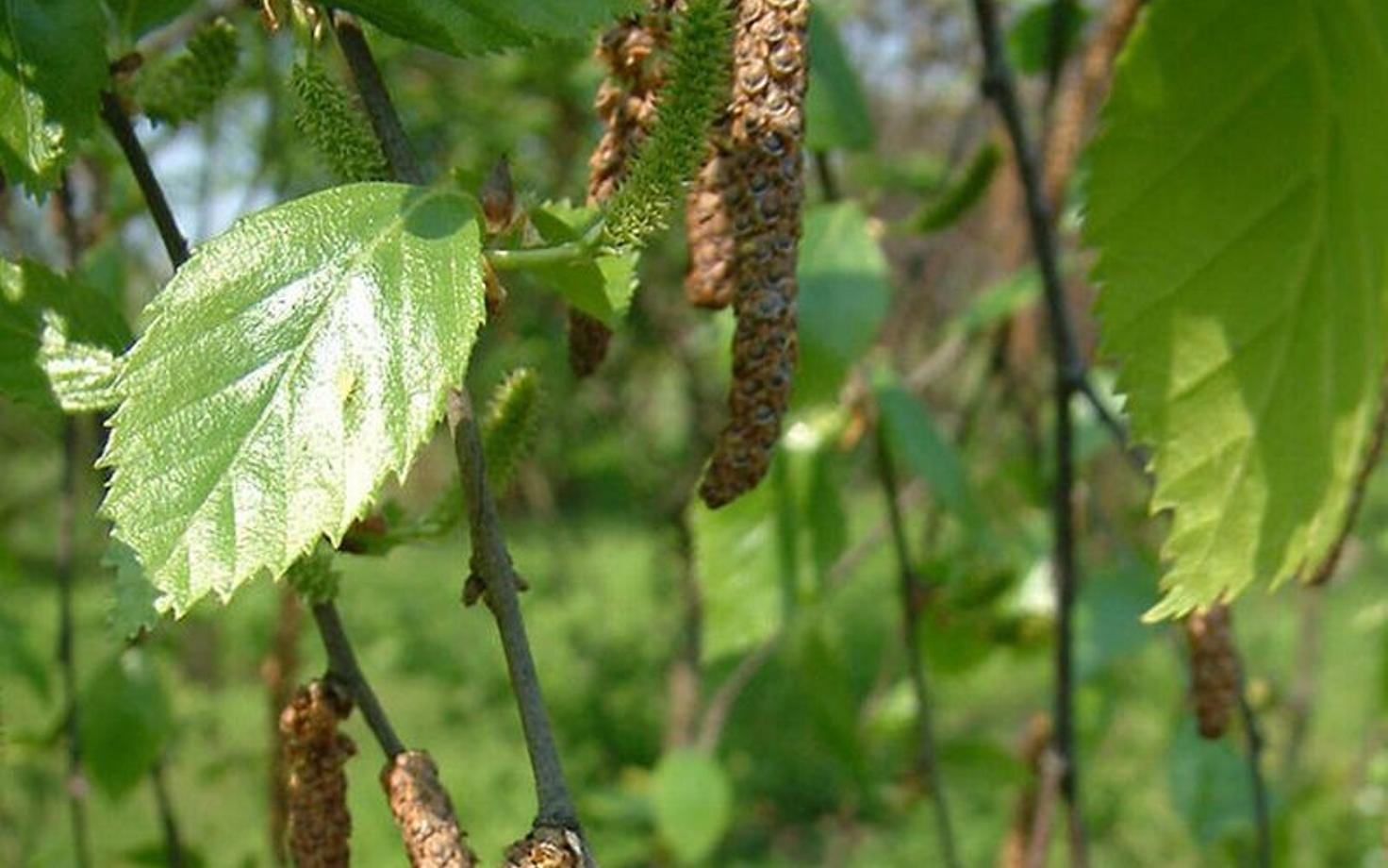 Kevadine aeg toob sageli kaasa ka õietolmuallergia