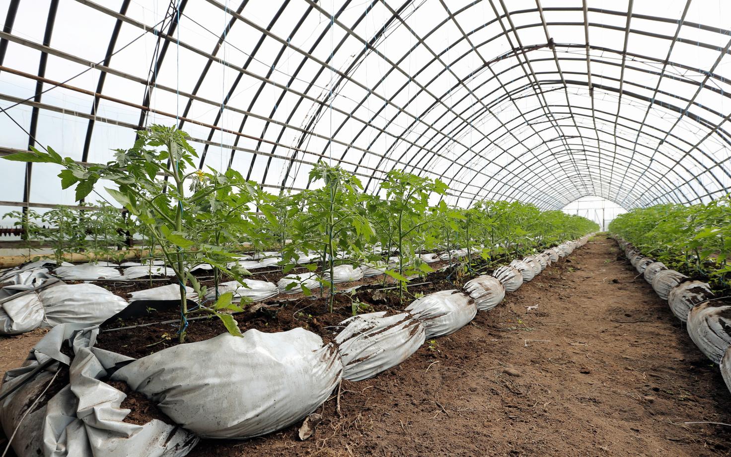 Tomatitaimed.