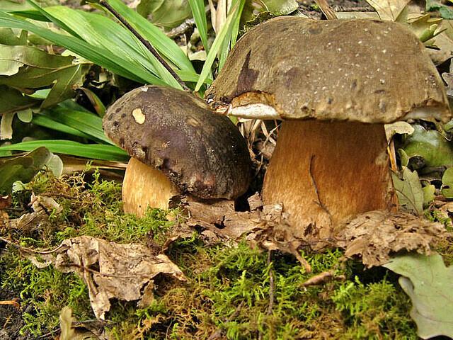 Boletus aereus.