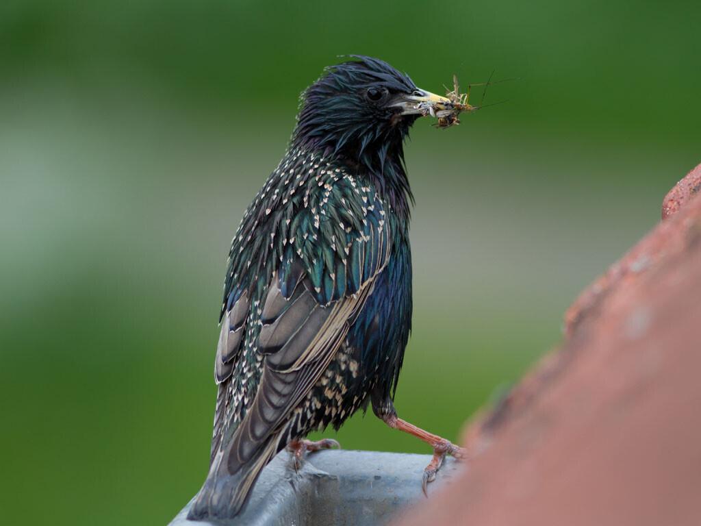Sturnus vulgaris