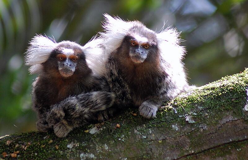 Marmosetid.